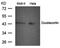 Forkhead box protein J1 antibody, orb69585, Biorbyt, Western Blot image 