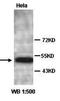 Cyclin A1 antibody, orb77129, Biorbyt, Western Blot image 