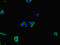 Dynein Axonemal Heavy Chain 7 antibody, orb45334, Biorbyt, Immunofluorescence image 