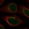 Yip1 Domain Family Member 5 antibody, HPA042338, Atlas Antibodies, Immunofluorescence image 