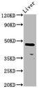 ALX Homeobox 4 antibody, LS-C680158, Lifespan Biosciences, Western Blot image 