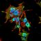 Receptor Accessory Protein 1 antibody, orb376711, Biorbyt, Immunofluorescence image 
