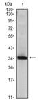 Secretoglobin Family 2A Member 2 antibody, AM06540SU-N, Origene, Western Blot image 
