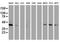Developmental Pluripotency Associated 2 antibody, MA5-26429, Invitrogen Antibodies, Western Blot image 