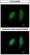 Small Glutamine Rich Tetratricopeptide Repeat Containing Alpha antibody, GTX114755, GeneTex, Immunofluorescence image 