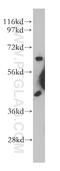 Glypican-5 antibody, 13678-1-AP, Proteintech Group, Western Blot image 