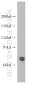 SH2 Domain Containing 3C antibody, 12882-1-AP, Proteintech Group, Western Blot image 