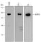 NLR Family Pyrin Domain Containing 10 antibody, MA5-24260, Invitrogen Antibodies, Western Blot image 