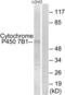 25-hydroxycholesterol 7-alpha-hydroxylase antibody, LS-C119512, Lifespan Biosciences, Western Blot image 