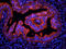 anemia virus apoptin antibody, orb242469, Biorbyt, Immunohistochemistry paraffin image 