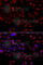 Solute carrier family 22 member 11 antibody, A7816, ABclonal Technology, Immunofluorescence image 