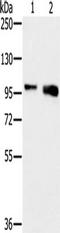 sTfR antibody, TA351573, Origene, Western Blot image 