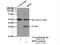 3-Hydroxybutyrate Dehydrogenase 1 antibody, 15417-1-AP, Proteintech Group, Immunoprecipitation image 