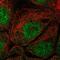 EF-Hand Calcium Binding Domain 1 antibody, NBP2-56874, Novus Biologicals, Immunofluorescence image 