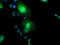 FXYD Domain Containing Ion Transport Regulator 3 antibody, MA5-25938, Invitrogen Antibodies, Immunocytochemistry image 
