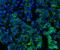 Basigin (Ok Blood Group) antibody, M00248-5, Boster Biological Technology, Immunofluorescence image 
