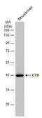 Cystathionine Gamma-Lyase antibody, GTX634460, GeneTex, Western Blot image 