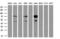 Glucokinase regulatory protein antibody, M02122, Boster Biological Technology, Western Blot image 