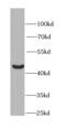 Phosphoglycerate Kinase 1 antibody, FNab06354, FineTest, Western Blot image 