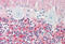 Visinin Like 1 antibody, MBS248304, MyBioSource, Immunohistochemistry frozen image 