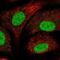 Small Nuclear RNA Activating Complex Polypeptide 5 antibody, NBP2-47267, Novus Biologicals, Immunofluorescence image 