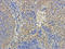 Keratin 17 antibody, orb214171, Biorbyt, Immunohistochemistry paraffin image 