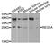 Regenerating Family Member 1 Alpha antibody, A5327, ABclonal Technology, Western Blot image 
