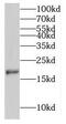 M-Phase Phosphoprotein 6 antibody, FNab05282, FineTest, Western Blot image 