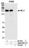 p180 antibody, A300-374A, Bethyl Labs, Immunoprecipitation image 