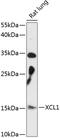 X-C Motif Chemokine Ligand 1 antibody, 15-568, ProSci, Western Blot image 