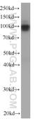 Membrane Metalloendopeptidase antibody, 60034-3-Ig, Proteintech Group, Western Blot image 