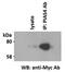 PIAS4 antibody, GTX00692, GeneTex, Immunoprecipitation image 