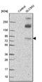 Sodium/hydrogen exchanger 3 antibody, NBP1-82574, Novus Biologicals, Western Blot image 