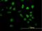 Rap1 GTPase-GDP Dissociation Stimulator 1 antibody, H00005910-B01P, Novus Biologicals, Immunofluorescence image 