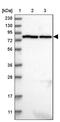 Leucine Rich Repeats And IQ Motif Containing 3 antibody, PA5-56562, Invitrogen Antibodies, Western Blot image 