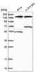 Rhotekin 2 antibody, HPA038446, Atlas Antibodies, Western Blot image 