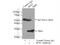 Ribosomal Protein S3 antibody, 66046-1-Ig, Proteintech Group, Immunoprecipitation image 