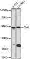 Early Growth Response 1 antibody, A7266, ABclonal Technology, Western Blot image 