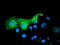 Pyrroline-5-Carboxylate Reductase 2 antibody, TA501899, Origene, Immunofluorescence image 