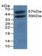 mH2A1 antibody, LS-C294374, Lifespan Biosciences, Western Blot image 