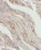 Mitochondrial Ribosomal Protein L46 antibody, FNab05334, FineTest, Immunohistochemistry frozen image 