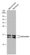 Calmodulin antibody, PA5-78373, Invitrogen Antibodies, Western Blot image 
