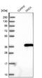 Myo-Inositol Oxygenase antibody, NBP2-31975, Novus Biologicals, Western Blot image 