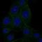 VANGL Planar Cell Polarity Protein 1 antibody, AMAb90600, Atlas Antibodies, Immunofluorescence image 