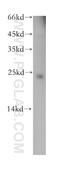 Cell cycle exit and neuronal differentiation protein 1 antibody, 13280-1-AP, Proteintech Group, Western Blot image 