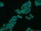 EF-Hand Calcium Binding Domain 14 antibody, 19569-1-AP, Proteintech Group, Immunofluorescence image 