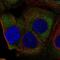 Ribosomal Protein L36a antibody, NBP2-57883, Novus Biologicals, Immunocytochemistry image 