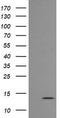 Melan-A antibody, LS-C174654, Lifespan Biosciences, Western Blot image 