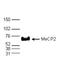 MeCP2 pS421 antibody, TA347243, Origene, Western Blot image 