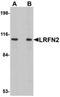 Leucine-rich repeat and fibronectin type-III domain-containing protein 2 antibody, orb75158, Biorbyt, Western Blot image 